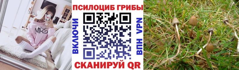 купить наркотики сайты  Михайлов  кракен зеркало  Псилоцибиновые грибы MAGIC MUSHROOMS 
